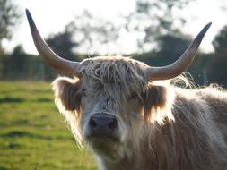 Beef Cow Highland