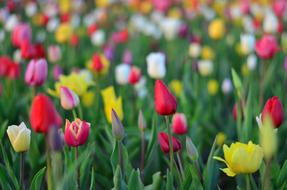 The colored tulips in the grass are beautiful.