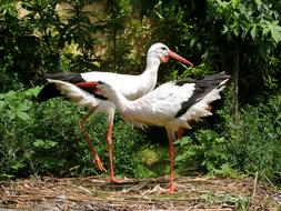 Storks Couple Storchennest