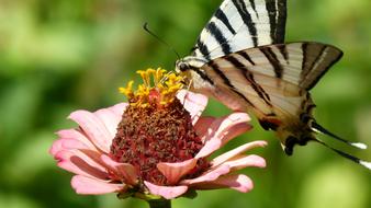 Butterfly Flower Nature