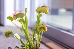 Venus Fly Trap Plant