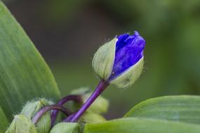 a little blue flower bud in the garden