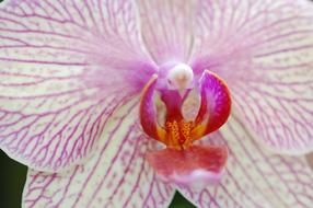 Orchid Bloom Close Up