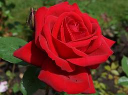 close up of a red rose