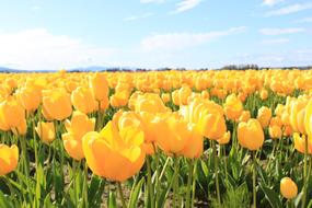 Spring Yellow Tulips field