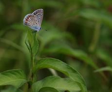 little butterfly in the grass