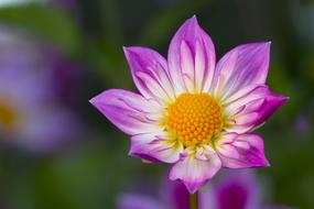 Dahlia Blossom Bloom