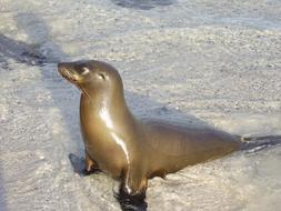 The North Pacific Sea Lion