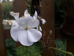 Flower Nature Summer