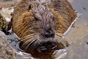 Nutria Water Rat