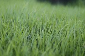 green Grass environment