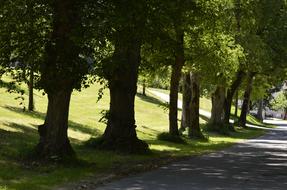 Avenue Trees-Old Trees Oak