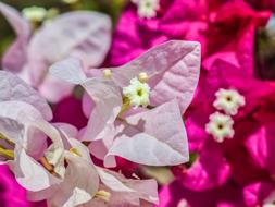 Flower White Pink