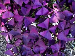 Purple Clover Nature