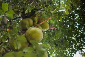 lime tropical tree