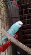 Parakeet Bird