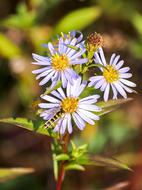 Fleabane Flower Blossom