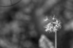 Dandelion Faded Spring Flower