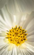 white bud with a yellow center
