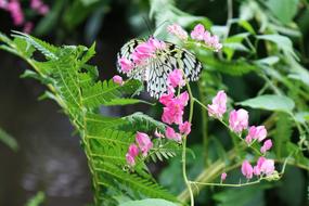 a butterfly with pink flowers in the garden