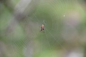 Spider Nature Cobweb