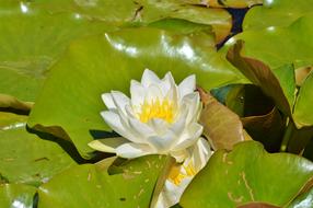 Water Lily Rose Flower
