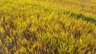 Fields Crop