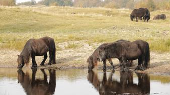 brown horses in the river
