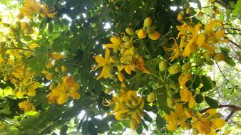 Yellow Aesthetic flowers on tree
