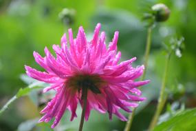 Flowers Buttons Buds