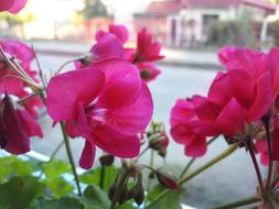 Flower Natural Plant