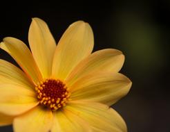 Yellow Flower