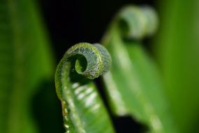 Fern Green Plant