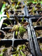 Seedlings Plant Green