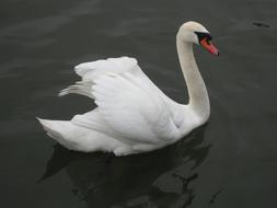 Swan Bird Animal