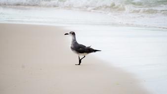 Seagull Animal Wild