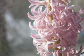pink Hyacinth Garden Flowers