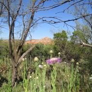 Landscape Blue Flowers North