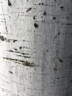 Birch Texture Bark