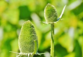 thorny flower bud in the garden