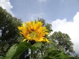 Sunflower Plant Field