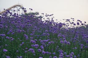 Verbena Plant The scenery