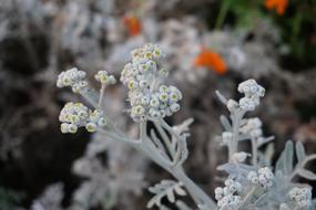 white flower on a white stem