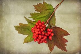Textures Nature Viburnum Opulus