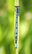 Azure Bridesmaid Dragonfly Insect