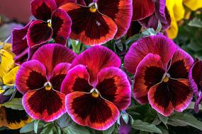 Flower Summer Flowers