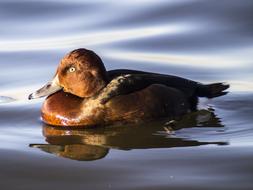 Ferruginous Duck Bird Water