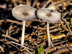 two small gray mushrooms