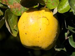 apple yellow in the leaves