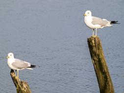 Mew Gull Seagull Bird Water